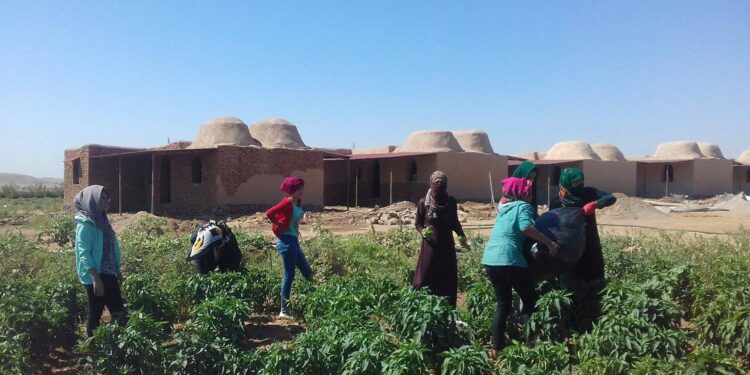 Komünal Ekonominin İnşası ve Kooperatifler