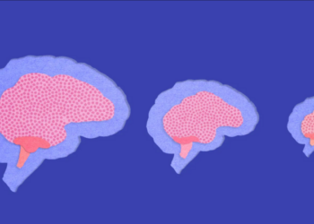 İNSAN BEYNİ NEDEN ZAMANLA KÜÇÜLÜYOR, ZEKAMIZA NE OLUYOR ?