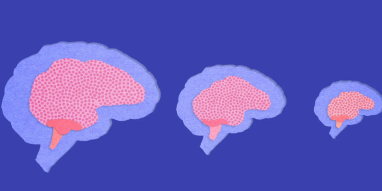 İNSAN BEYNİ NEDEN ZAMANLA KÜÇÜLÜYOR, ZEKAMIZA NE OLUYOR ?