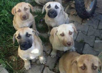 Sokak Hayvanlarına Ötanaziyi Hiçbir Koşulda Kabul Etmeyeceğiz