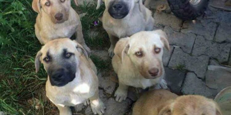 Sokak Hayvanlarına Ötanaziyi Hiçbir Koşulda Kabul Etmeyeceğiz