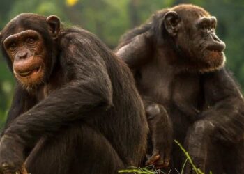 İnsanlar Kuyruklarını Nasıl Kaybetti?