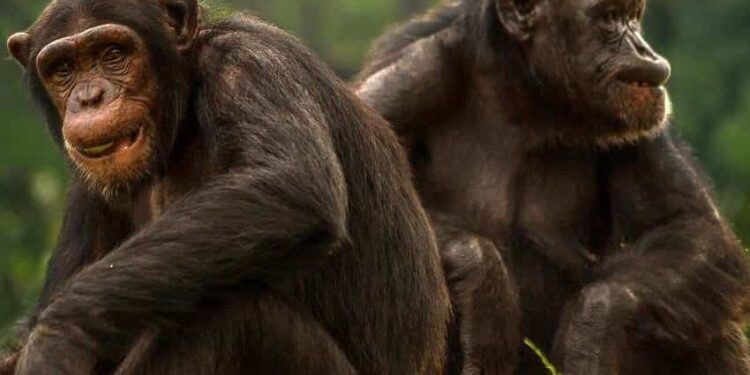 İnsanlar Kuyruklarını Nasıl Kaybetti?