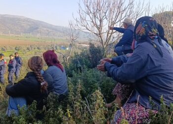 Çayırlı’da Asker Eşliğinde Ağaç Kesimi