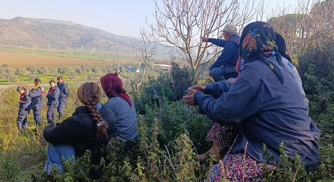 Çayırlı’da Asker Eşliğinde Ağaç Kesimi