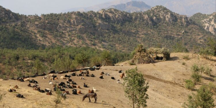 Şırnex’te Ağaç Kıyımı Sürüyor