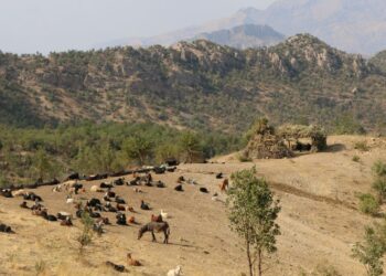 Şirnex’te Doğa Talanı Derinleştiriliyor