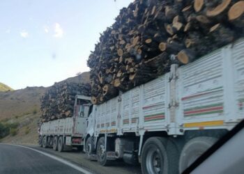 Dorşîn’de Ağaç Kıyımı