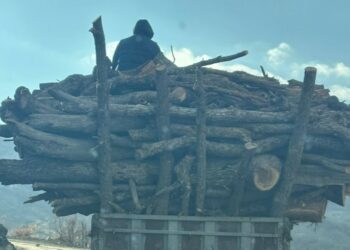 Besta’da Ağaç Kıyımı Sürüyor