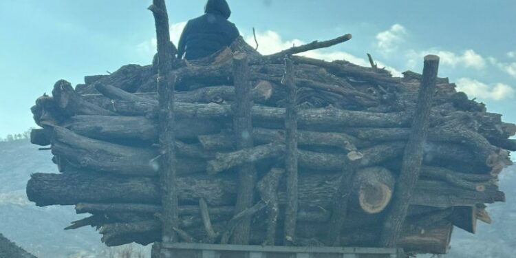 Besta’da Ağaç Kıyımı Sürüyor