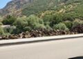Kürdistan’da Ağaç Kıyımı Devam Ediyor