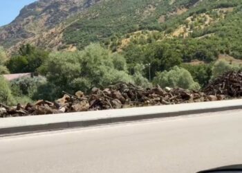 Kürdistan’da Ağaç Kıyımı Devam Ediyor