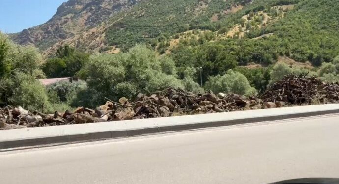 Kürdistan’da Ağaç Kıyımı Devam Ediyor