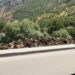 Kürdistan’da Ağaç Kıyımı Devam Ediyor